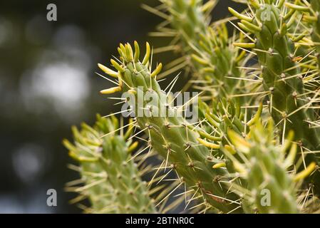 Kaktus Eve's Stift blht im Garten. Kaktus Eve's Stift blht im Garten  Stockfotografie - Alamy