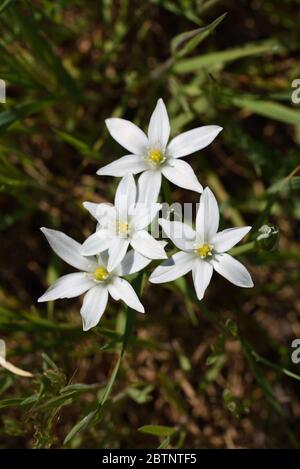 Gartenstern-von-Bethlehem, Ornithogalum umbellatum, alias Grassilie, Mittagsschlaf oder Eleven-Uhr-Dame Stockfoto