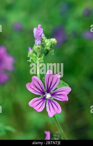 Gewöhnliche Malvenblume, Malva sylvestris, auch bekannt als Hochmalve, Hochmalve oder Mauve des Bois Stockfoto