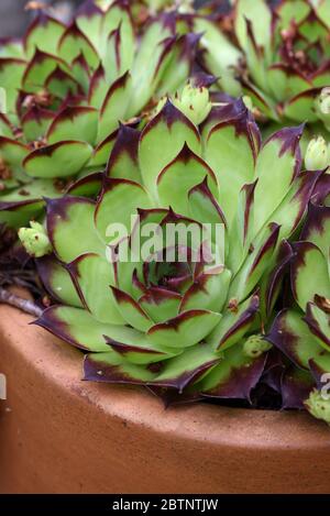 Gewöhnlicher Houseleek Sempervivum tectorum Suculent in Terrakotta-Topf Stockfoto