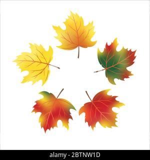 Vektor Herbst Ahornblätter als Hintergrund Stock Vektor