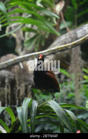 Weiß naped Fasan Taube Stockfoto