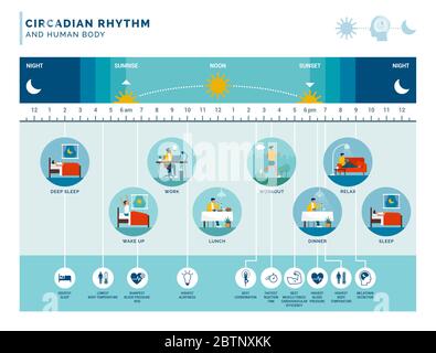 Zirkadianer Rhythmus und tägliche Aktivitäten: Wie Sonneneinstrahlung die Körperprozesse bei Tag und Nacht reguliert Stock Vektor