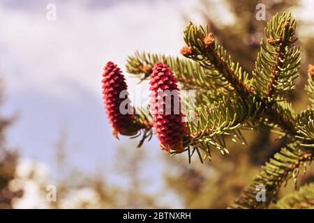 Frisch rot gefärbte Fichtenzapfen auf einem Ast. Kleine Tannenzapfen, die Natur erwacht nach dem Winter. Frühling im Wald. Stockfoto