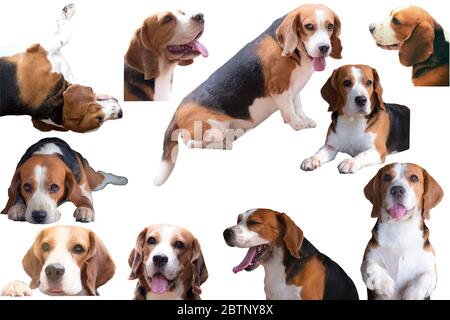 Gruppe von Beagle-Hunden isoliert auf weiß Stockfoto