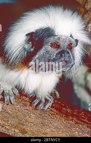 Tamarin aus Baumwolle, (Saguinus ödipus) aus Nordwest-Kolumbien. Stark Gefährdet. Stockfoto