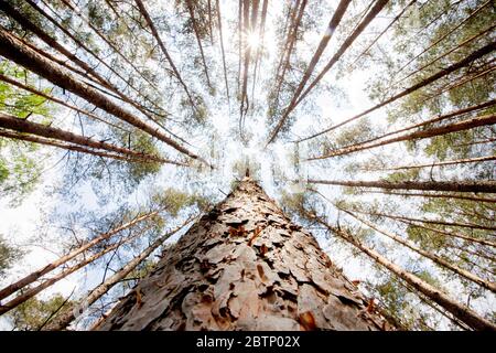 27. Mai 2020, Brandenburg, Gadow, Wittstock/Dosse: Die Sonne scheint in einen Kiefernwald bei Gadow bei Wittstock/Dosse. Foto: Christoph Soeder/dpa Stockfoto