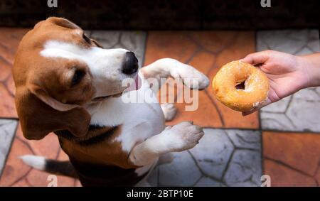 Die Hand einer Hand gibt dem Hund einen Donut, dessen Nahrung für Hunde gefährlich sein kann, die Krankheit verursachen oder bei einem Hund gestorben sind Stockfoto