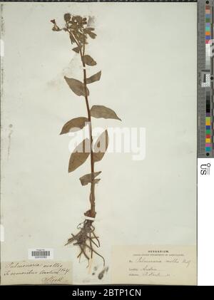 Pulmonaria mollis. Stockfoto