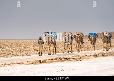 Der Mensch führt eine Kamelkarawane, die Salz aus den Salzminen, der Danakil-Depression, der Afar-Region, Äthiopien, Afrika, trägt Stockfoto