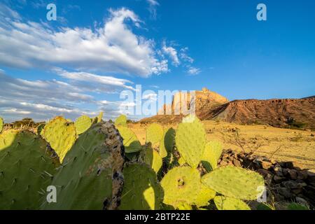 Stachelige Birnen im Tal zu Füßen der Gheralta Mountains, Hawzen, Tigray Region, Äthiopien, Afrika Stockfoto