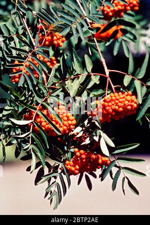 Sorbus Aucuparia. Rote Beeren auf eine Eberesche. Stockfoto