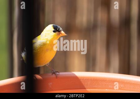 Männlicher amerikanischer Goldfinch, der an einem Hinterhof-Vogelbad thront Stockfoto