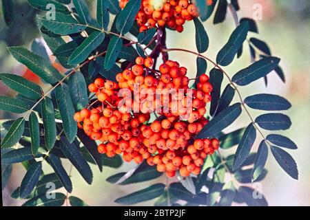 Sorbus Aucuparia. Rote Beeren auf eine Eberesche. Stockfoto