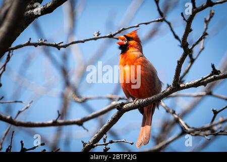 Der Nordkardinist hat sich in einem Baum angemeldet, um sein Territorium zu errichten. Stockfoto