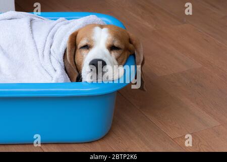 Beagle Hunde schlafen glücklich in einem Plastikbecken Stockfoto