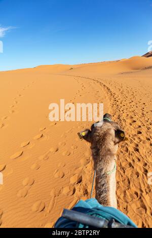 Sahara Stockfoto