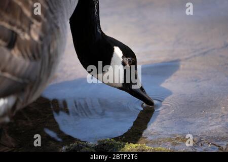 Kanada Gans Trinkwasser am Fluss Stockfoto