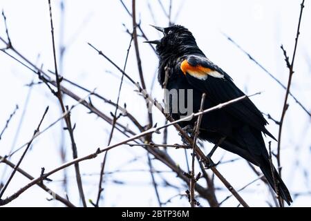 Redwing Blackbird singen laut, um sein Territorium zu etablieren Stockfoto