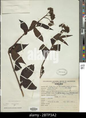 Tournefortia schomburgkii DC. Stockfoto