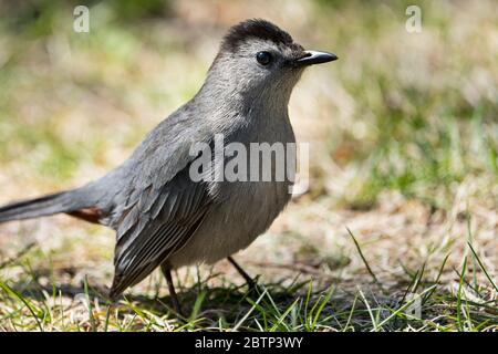 Graue Catbird auf Nahrungssuche auf dem Boden Stockfoto