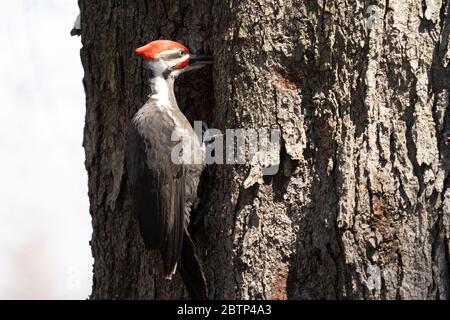 Männlicher Pileated Specht auf Nahrungssuche in einem Wald Stockfoto