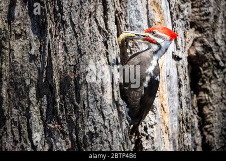 Männlicher Pileated Specht auf Nahrungssuche in einem Wald Stockfoto