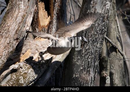 Weibliche Kanadagans, die ihr Nest in einem Baum über Wasser verlässt Stockfoto