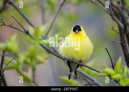 Männlicher amerikanischer Goldfinch, der in einem Baum in einem Park thront Stockfoto