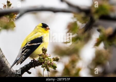 Männlicher amerikanischer Goldfinch, der in einem Baum in einem Park thront Stockfoto