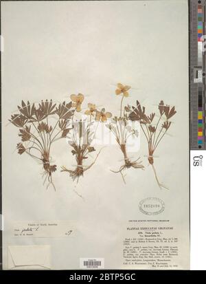 Viola pedata L. Stockfoto