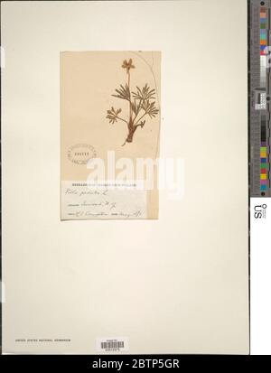 Viola pedata L. Stockfoto