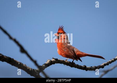 Der Nordkardinist hat sich in einem Baum angemeldet, um sein Territorium zu errichten. Stockfoto