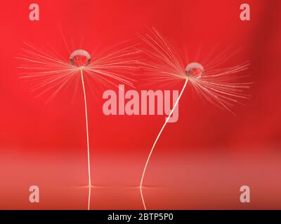 Schöner Wassertropfen auf einem Löwenzahn-Blumensamen Makro in der Natur. Schöner tief gesättigter grüner, silberner und roter Hintergrund, freier Platz für Text. Stockfoto