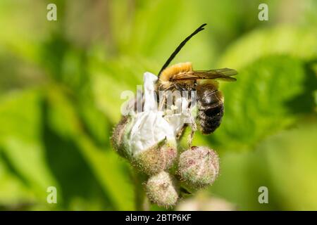 Langhornbiene (Eucera longicornis) auf Brombeenblüten in Chiddingfold Forest SSSI, Surrey, UK Stockfoto