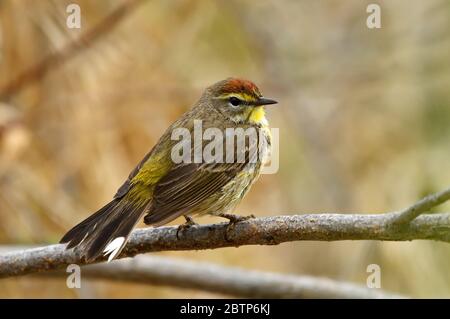 Ein hübscher männlicher Palmenwalder 'Dendroica petechia', der nach einem Bad im Biberteich in Hinton Alberta Kanada auf einem toten Ast thront. Stockfoto