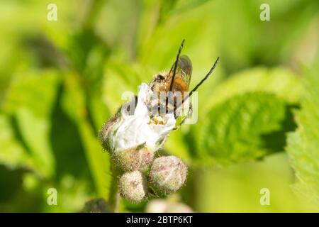 Langhornbiene (Eucera longicornis) auf Brombeenblüten in Chiddingfold Forest SSSI, Surrey, UK Stockfoto