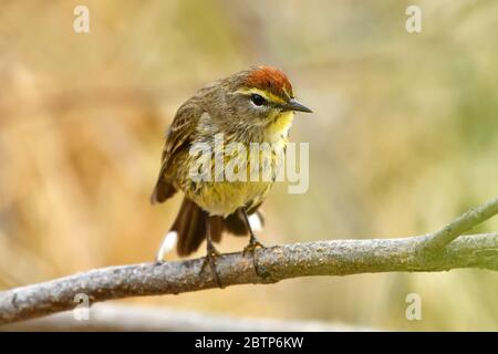 Ein Palmenwalder ' Dendroica petechia ', auf einem Zweig gehockt, der seine Federn nach einem Bad in einem ruhigen Pool des Wassers fluffend Stockfoto