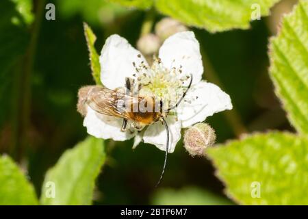 Langhornbiene (Eucera longicornis) auf Brombeenblüten in Chiddingfold Forest SSSI, Surrey, UK Stockfoto