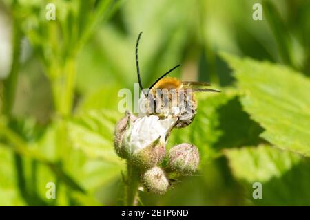 Langhornbiene (Eucera longicornis) auf Brombeenblüten in Chiddingfold Forest SSSI, Surrey, UK Stockfoto