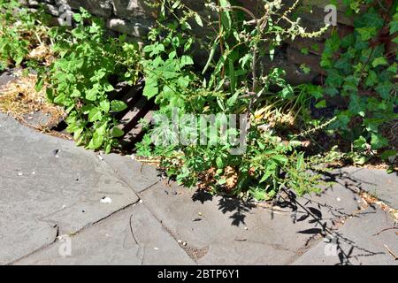 Unkraut und Löwenzahn wachsen zwischen Steinplatten und Gitter für Drain in öffentlichen Fußwegen Stockfoto