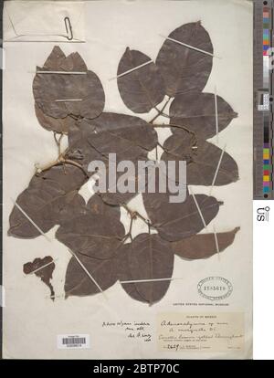 Adenocalymma inundatum Mart ex DC. Stockfoto