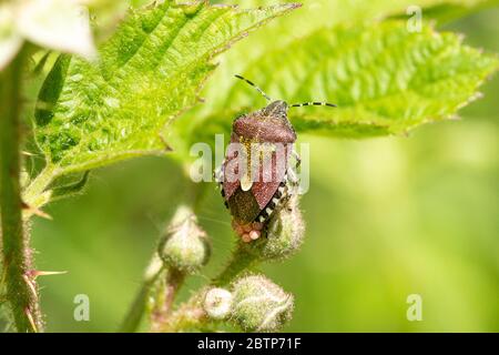 Haarige Schildbug (auch Schlehe-Bugs genannt, Dolycoris baccarum), die ihre Eier auf Bramble (Rubus fruticosus) legt, Großbritannien Stockfoto