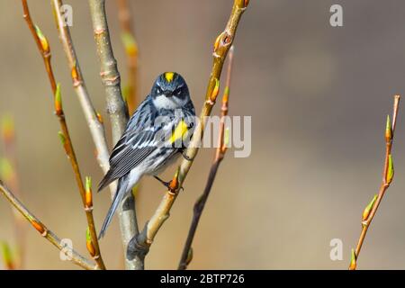 Ein Gelbwurmspelz 'Dendroica coronata', der auf einigen Weidenzweigen thront und auf der Biberpromenade in der Nähe von Hinton Alberta Canada nach Insekten beobachtet. Stockfoto