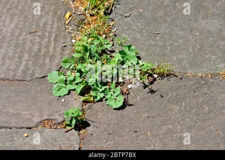 Unkraut und Löwenzahn wachsen zwischen Steinplatten in öffentlichen Fußwegen Stockfoto