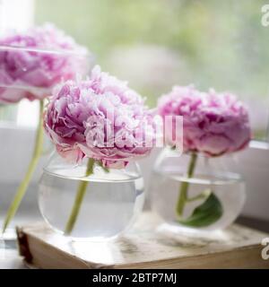 Drei rosa Pfingstrosen auf einem Buch auf einer Fensterbank vor einem grünen Hintergrund in einem Fenster. Platz für Text Stockfoto