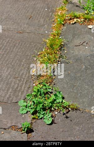 Unkraut und Gras wachsen zwischen Steinplatten in Bahn Stockfoto