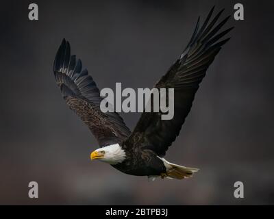 Nahaufnahme eines bald Eagle, der im dunklen Hintergrund über dem Susquehanna River in Maryland fliegt Stockfoto