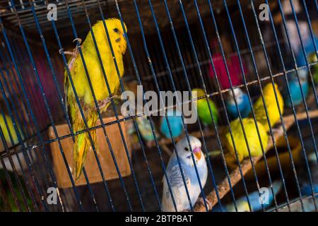 Tiervögel (Wellensittiche Papageien) werden in einem Vogelkäfig auf dem Vogelmarkt in Barranquilla, Kolumbien, gesehen. Stockfoto