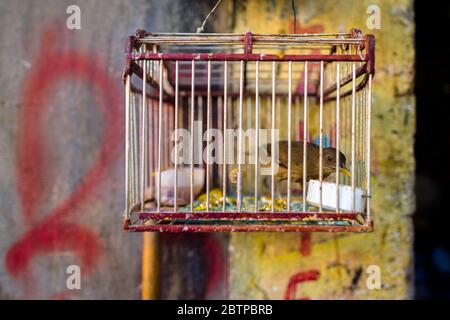 Ein Tiervogel (ein wilder kanarienvogel) wird in einem Vogelkäfig auf dem Vogelmarkt in Cartagena, Kolumbien, gesehen. Stockfoto